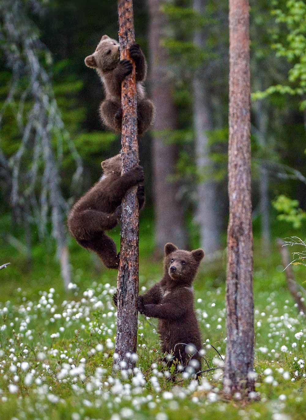 bears.jpg
