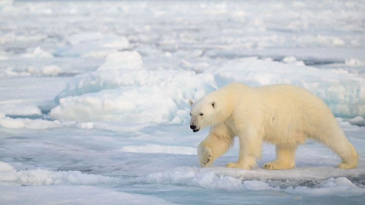 Why All Polar Bears Are Left-Handed