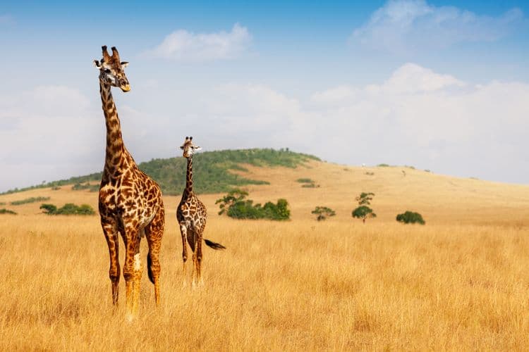 Why Giraffes Only Sleep 2 Hours Per Day