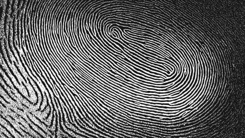 Why We Have Fingerprints Is Still a Mystery